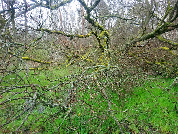 Stadtwald, Mühlheim/Main