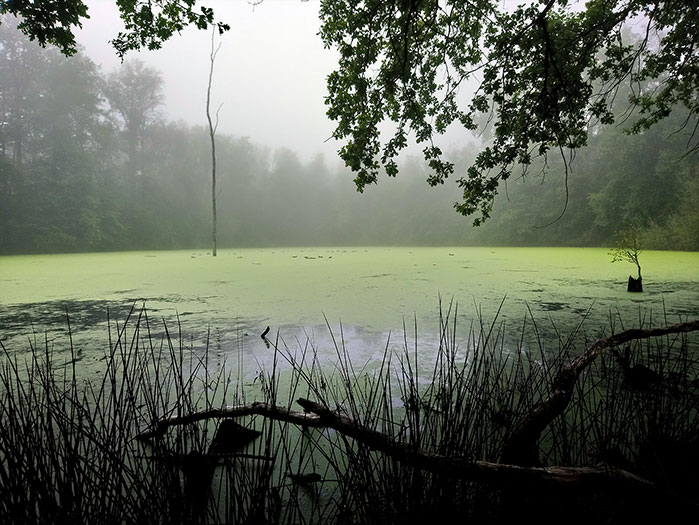 Klosterwald, Heusenstamm