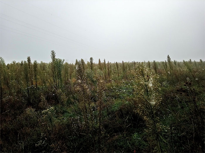 Klosterwald, Heusenstamm