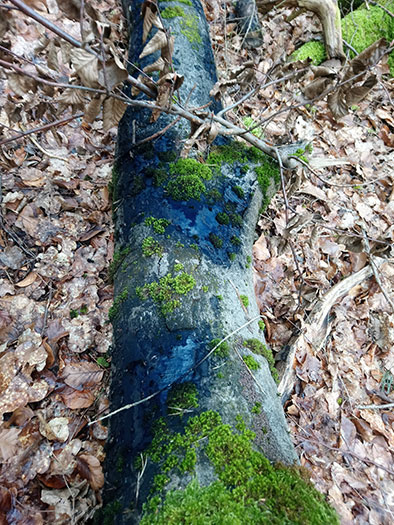 Stadtwald, Offenbach/Main