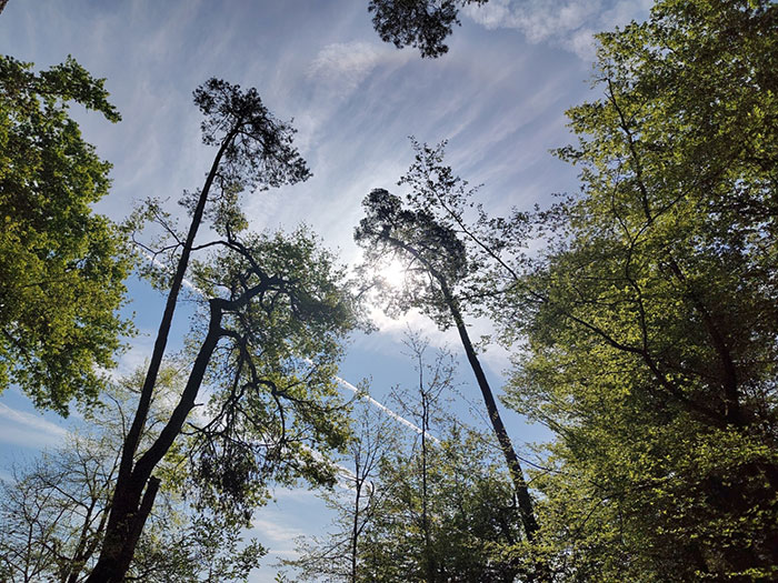 Lohwald, Offenbach