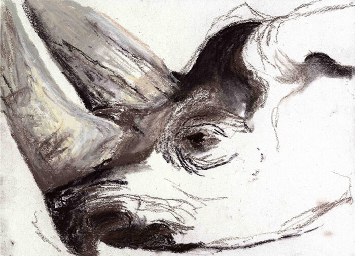 Nashorn Kalusho, Zeichenkohke 2010