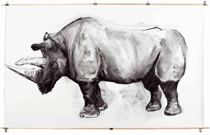 Kohlezeichnung Nashorn Tsororo, 2012